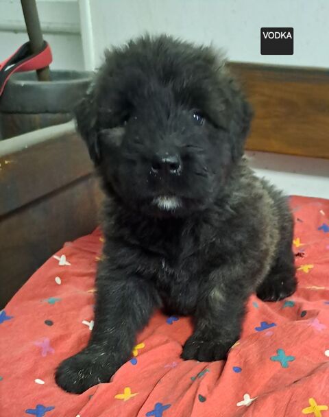 CHIOTS BOUVIER DES FLANDRES 800 24360 Bussi�re-badil