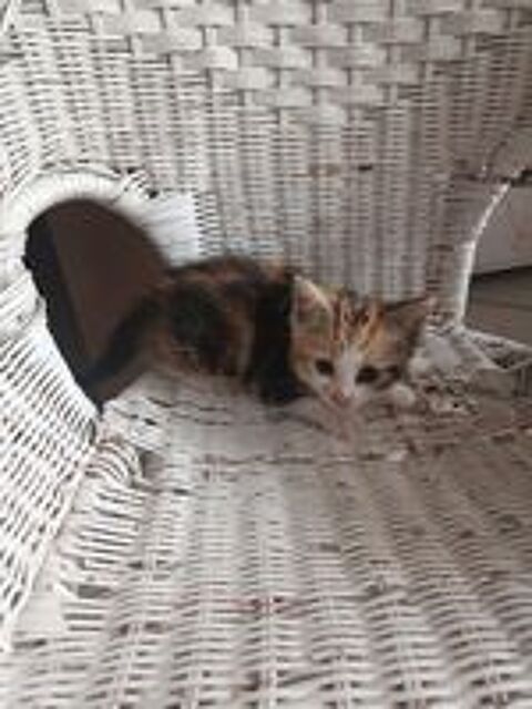   Chatons à adopter 
