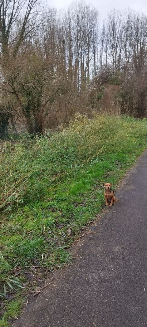 bambou coup� cette ann�e 2 Jaulzy (60)