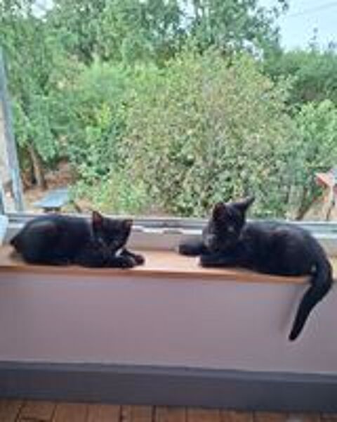   Chatons noirs 