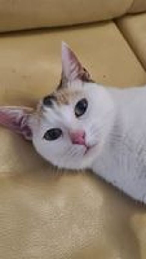   ATHENA minette tricolore 1 an 