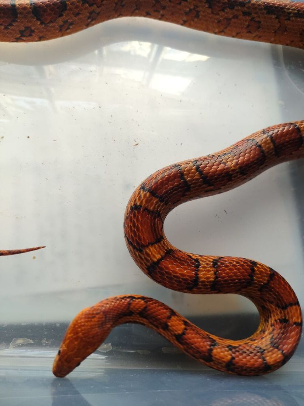   Pantherophis guttatus plus Terra  