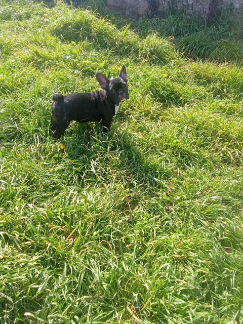 Petit bouledogue francais m&acirc;le 4 Mois disponible  650 72110 Bonn�table