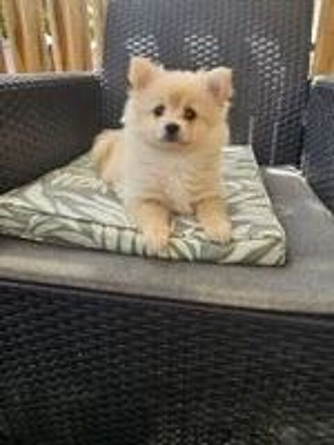   spitz allemand 