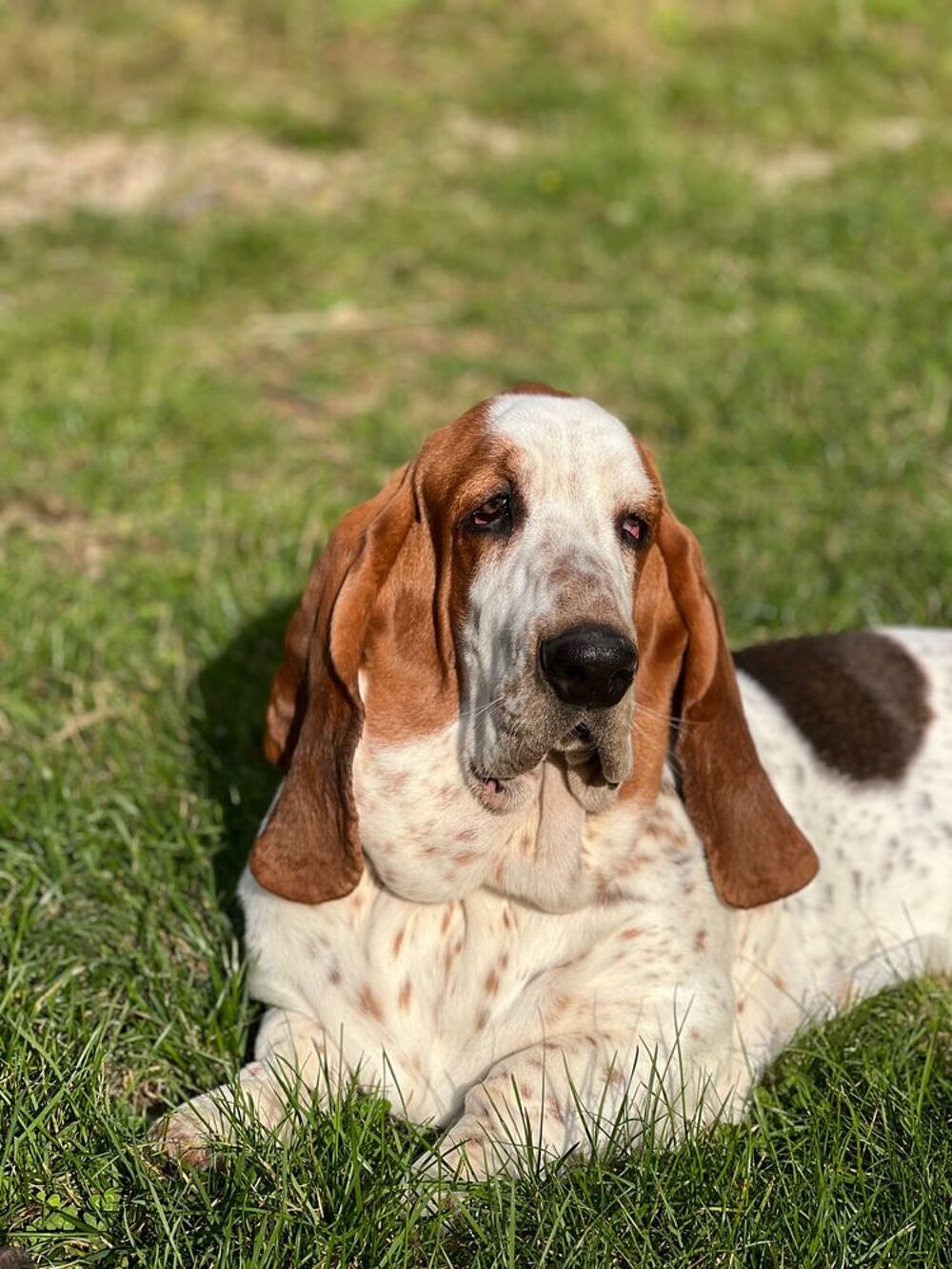   Vincent, mâle Basset Hound disponible pour saillie 