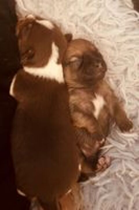   À réserver : Chiots de type Chihuahua à poils longs (Non LOF 