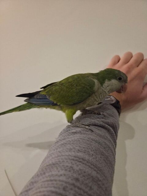 Conure souris. Apprivoisé et jeune 170 75011 Paris