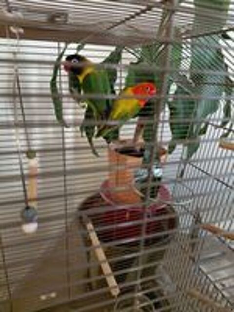   COUPLE D INSEPARABLES ET CAGE 