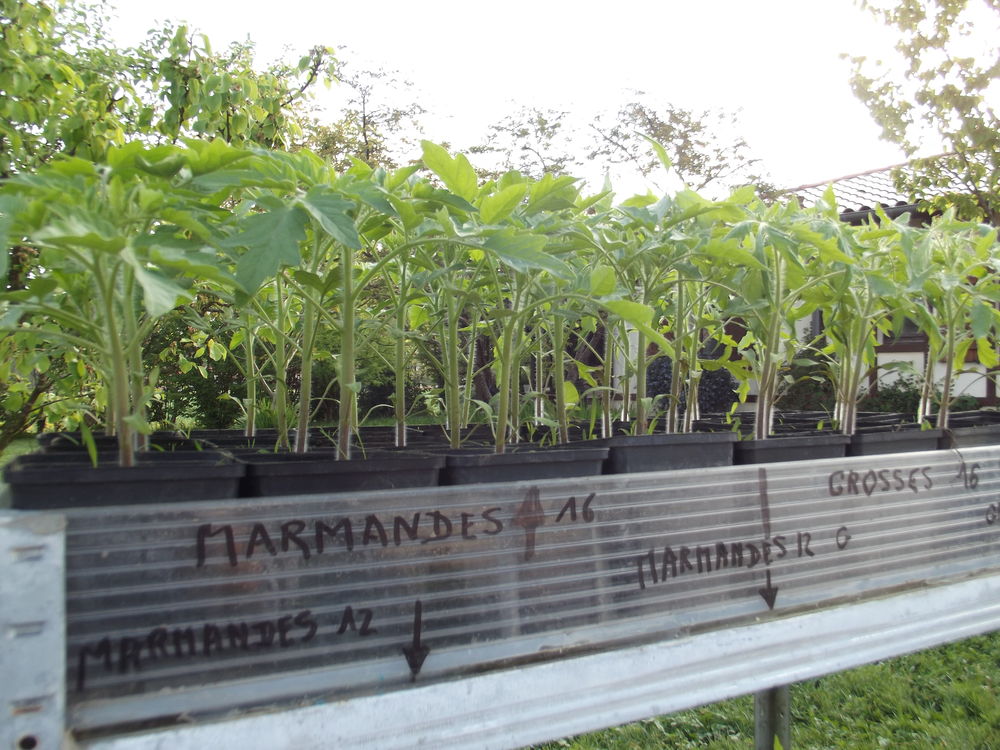 plans de pieds de tomates Jardin