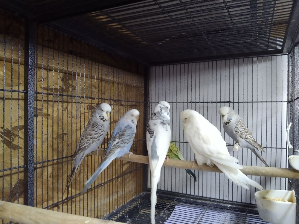   Couple perruches anglaise 