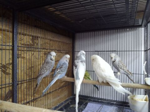 Couple perruches anglaise 60 93600 Aulnay-sous-bois