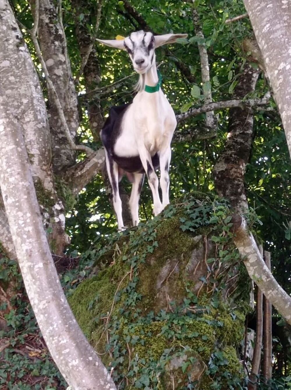  1 chèvre de race des Savoie.
Cou clair 