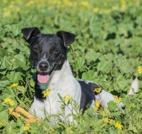 VITO 300 27620 Gasny