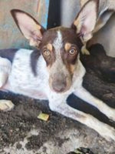   A L'ADOPTION MILO SE TROUVE EN REFUGE UKRAINE 