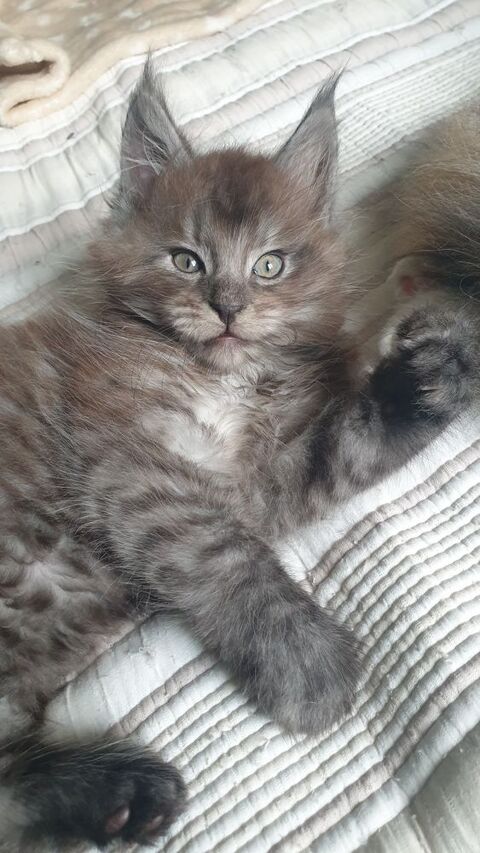 Chaton Maine Coon LOOF &agrave;  r&eacute;server 1100 30200 Saint-nazaire