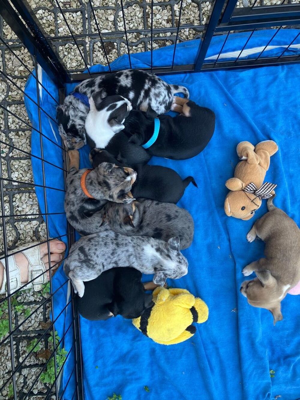   A réserver chiots chihuahua 