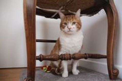   MIOSSEC CHAT TIGRE ROUX 8 ANS 1/2 