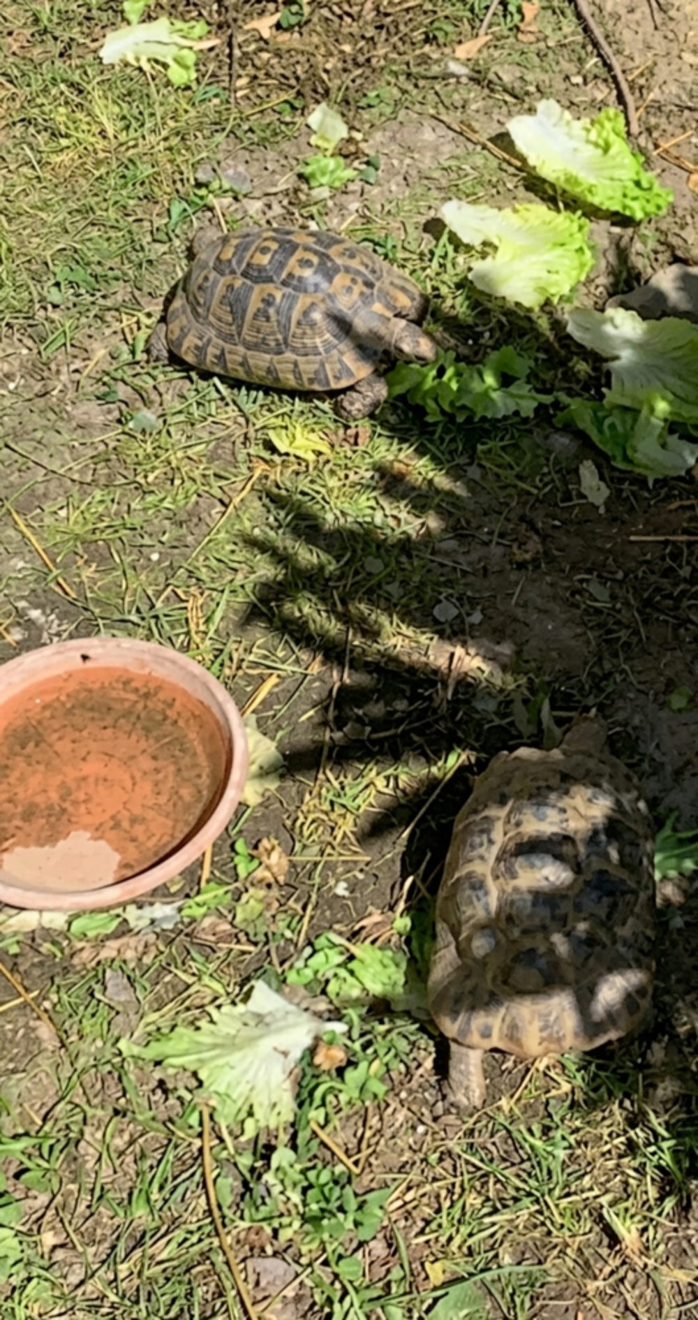   Tortue graeca 8 ans 