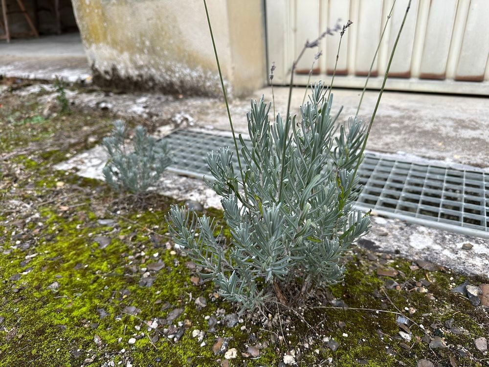 Superbes lavandes racine nues
Jardin