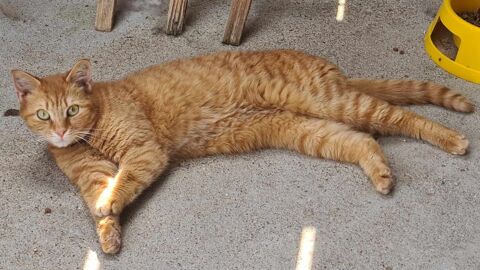 TARTINE femelle rousse 2 ans 160 17500 Jonzac