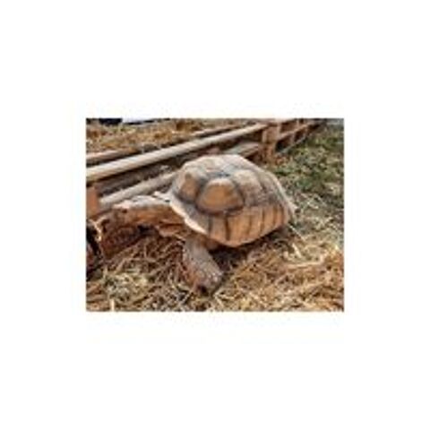   Tortue sillonne  