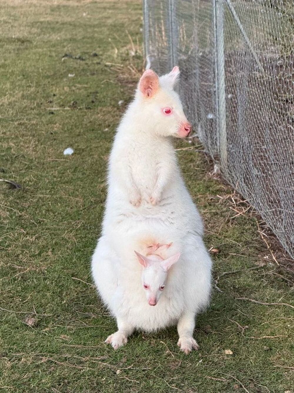   Wallaby de Bennett 