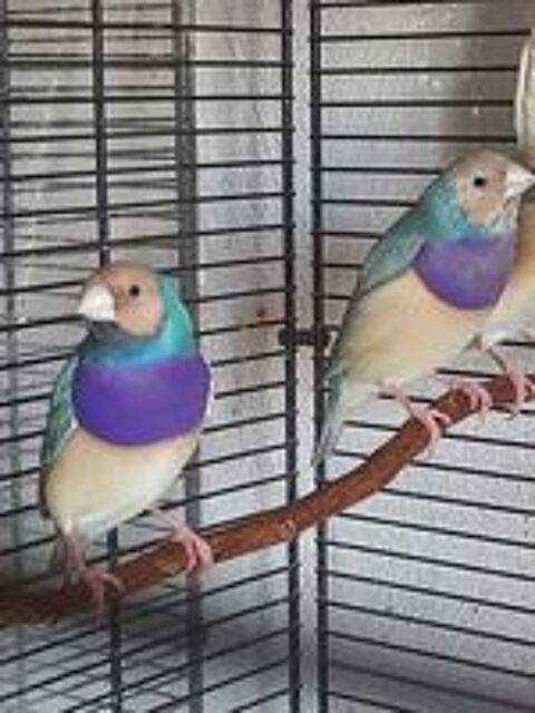   Diamand de goulds bleu pastel 