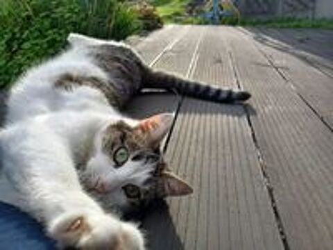   Chat RAYURE à l adoption 