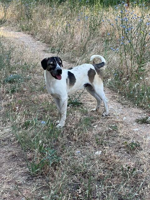 AXSEL joli crois&eacute; 17 mois 280 59300 Aulnoy-lez-valenciennes