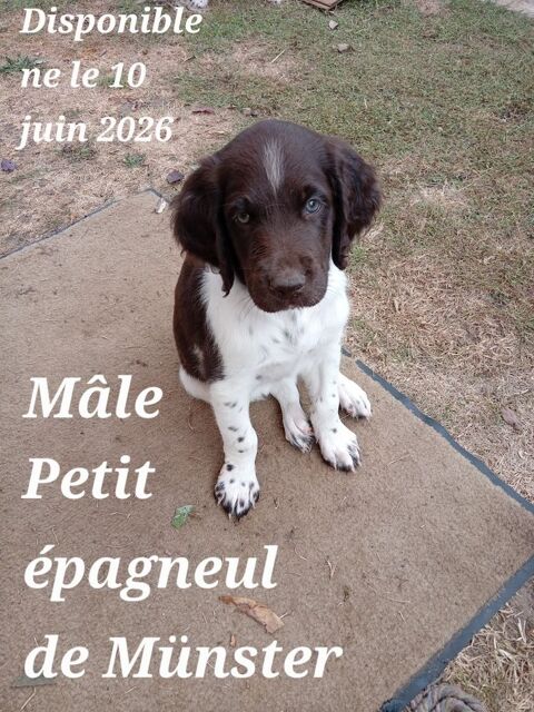 Petit M&uuml;nsterlander. Parents s&eacute;lectionn&eacute;s Chasse/ Beaut&eacute;. 950 27530 Croth
