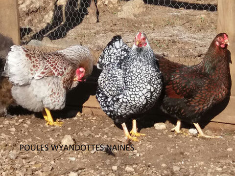 Poule wyandotte  Idée Cadeau anniversaire fêtes des mères 34 77540 Courpalay