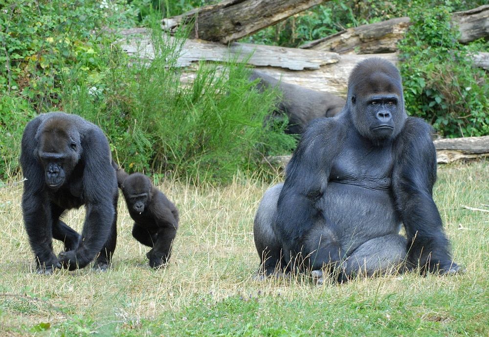 PASS 4 parcs Vall&eacute;e Singes Cormenier Parc Belle, D&eacute;fiPlanet' Billetterie