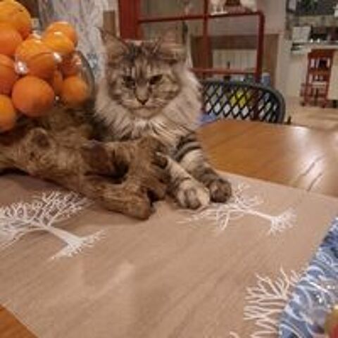    CHATONS MAINE COON  