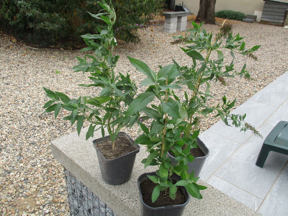 Buddleias, arbres &agrave; papillons Jardin