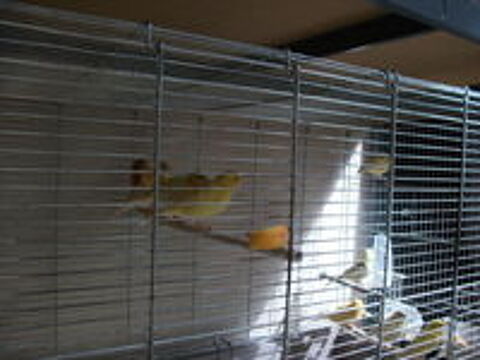   cede canaris 