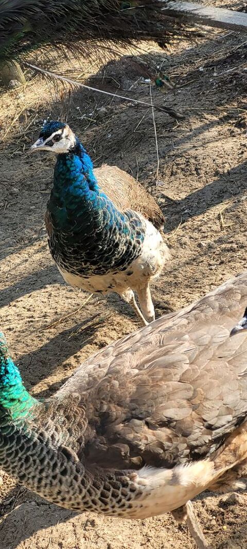 Paon m�le de 1ans 02540 Viels-maisons