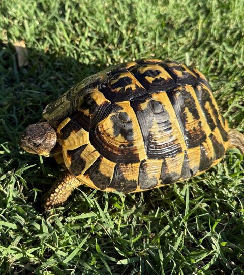Tortue femelle 20 ans 250 34000 Montpellier