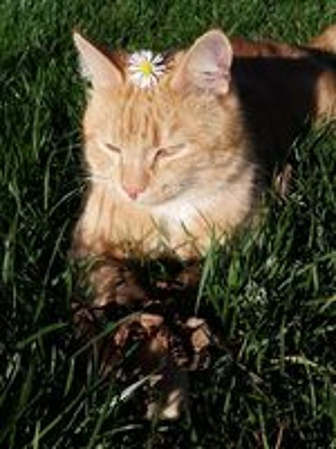   Chat Perdu 