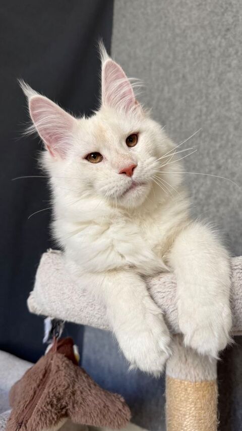 Magnifiques chatons Maine Coon LOOF  1600 83000 Toulon