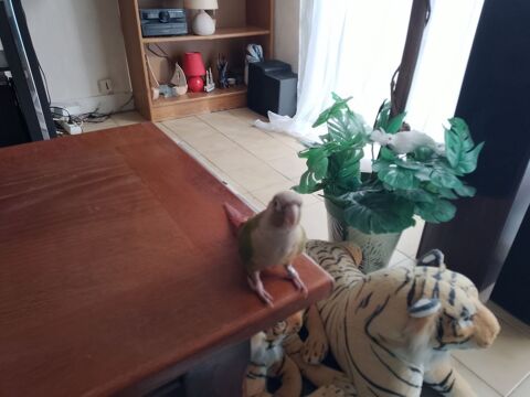 deux petits perroquets connure a joues vertes 0 28700 Francourville