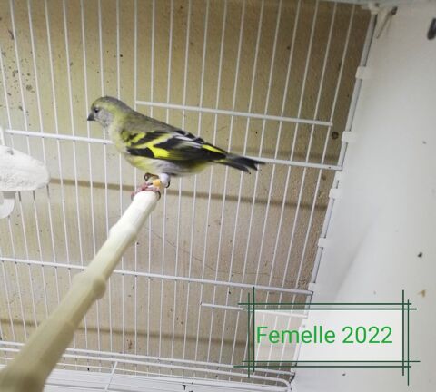 Femelle tarin Magellan classique 60 60240 Chaumont-en-vexin