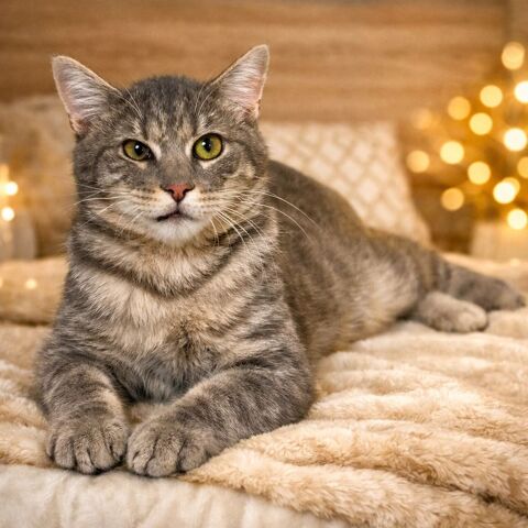 KAIRO 1 26290 Donz�re