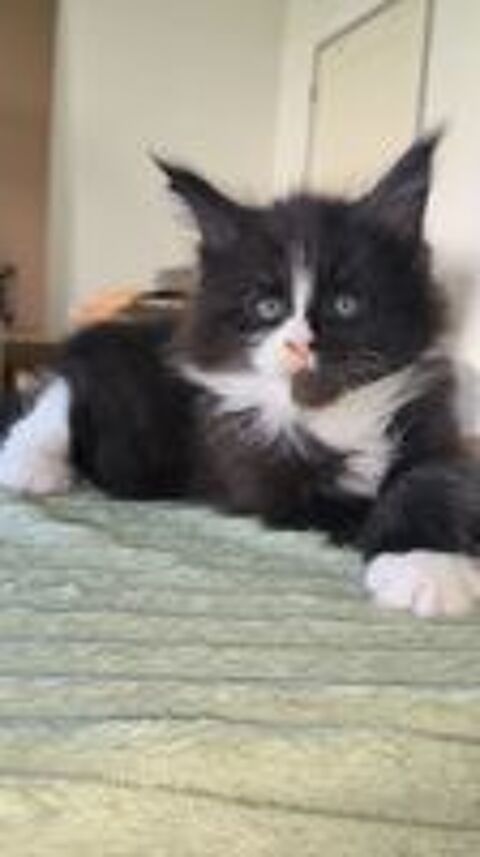   Chaton Maine coon LOOF 