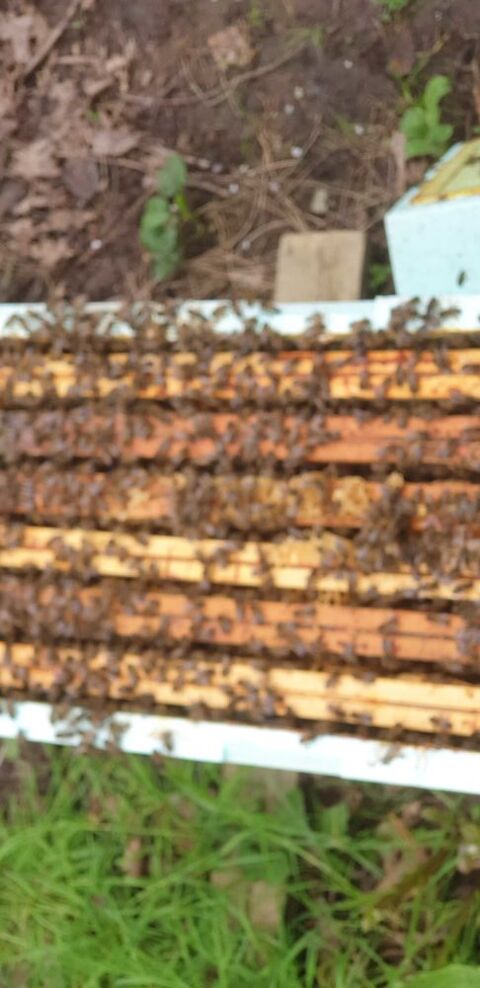 essaims abeilles hiverns 120 Le Poir-sur-Vie (85)