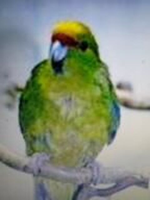 kakariki 60 33750 Beychac-et-caillau