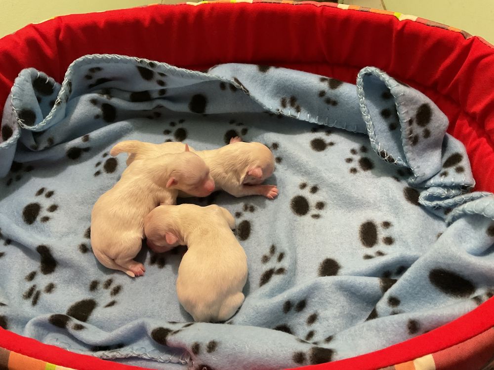   Bichons maltais  