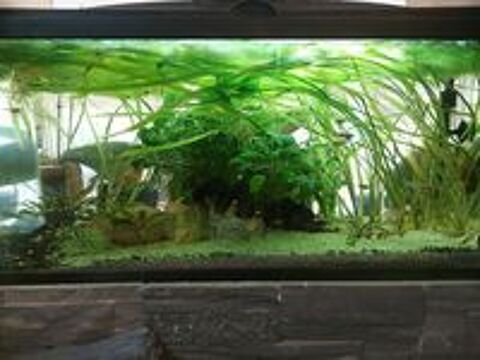   Aquarium poissons  