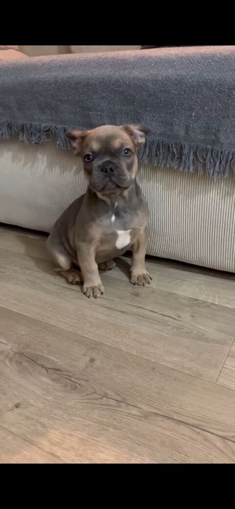 Disponible chiots Bouledogue fran&ccedil;ais 1300 91100 Corbeil-essonnes