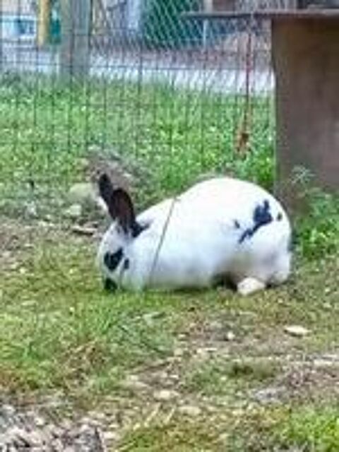   Lapin SMURF à l adoption 