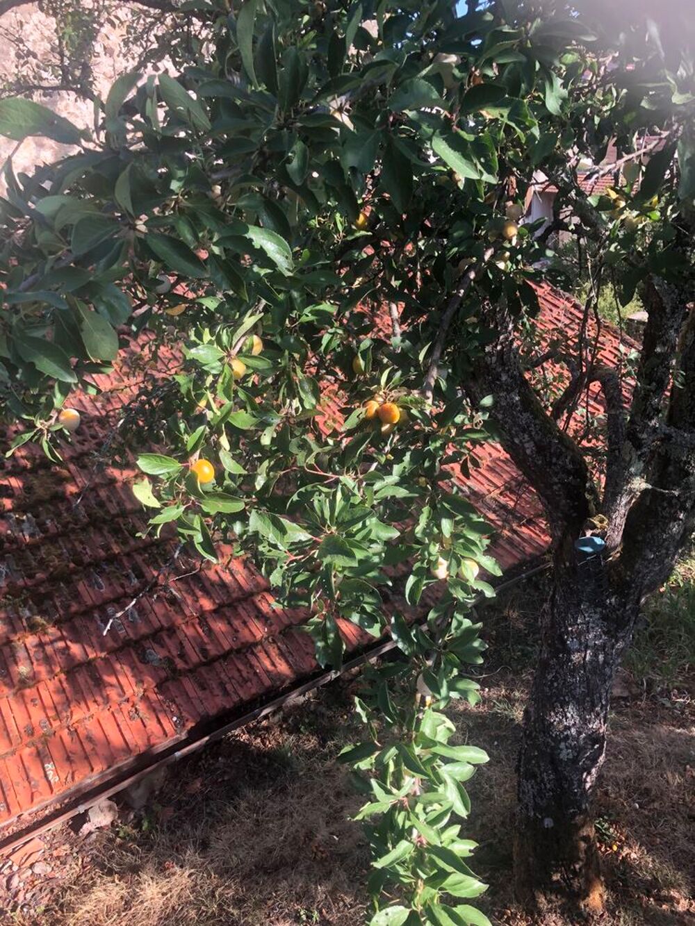Mirabelles &agrave; cueillir Jardin